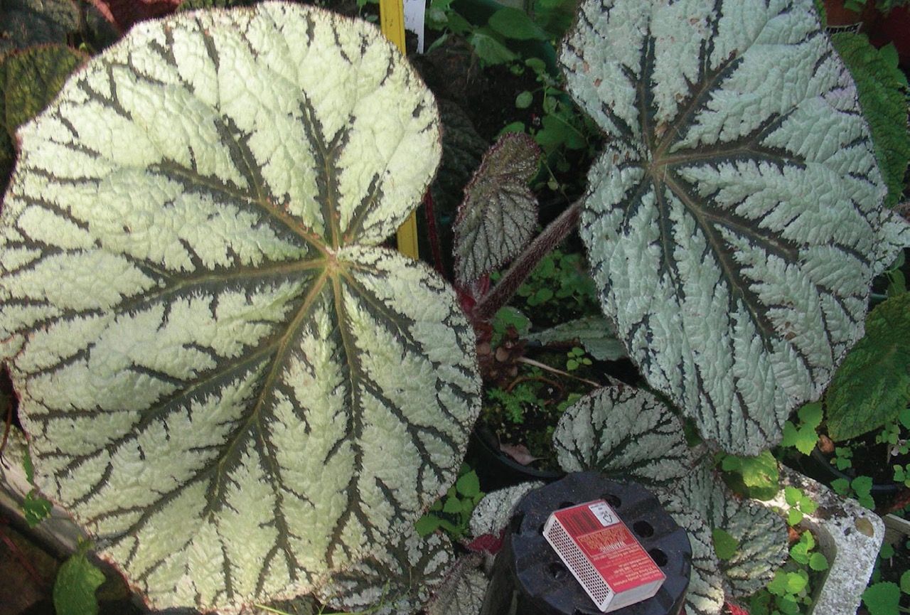 B. ‘Logan Idolwood’